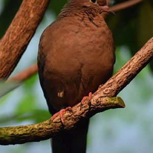 Socorro dove, 25.10.2019