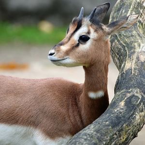 Addra gazelle, 25.10.2019