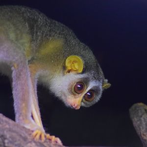 Grey slender loris, 25.10.2019