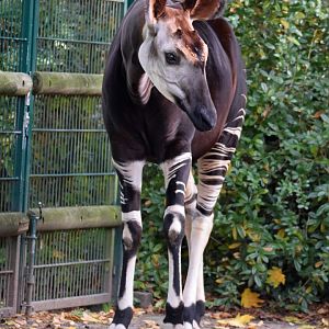 Okapi, 25.10.2019