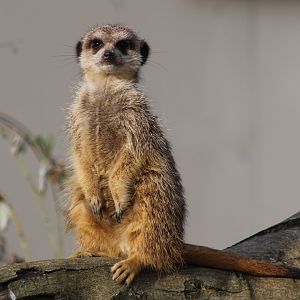 Meerkat