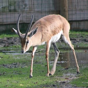 Kordofan dorcas gazelle