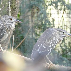 Juvenile Black-crowned Night Heron, December 2019