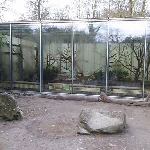 Lemur walkthrough - indoors for Ring-tailed lemurs and Black lemurs 011219