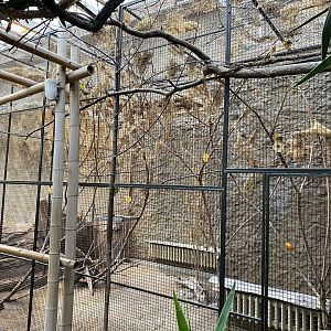 Stadtwerke-Giraffenwelt - Black-headed weaver aviary 011219