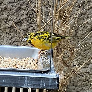 Stadtwerke-Giraffenwelt - Black-headed weaver 011219