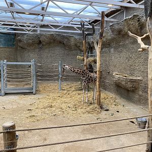 Stadtwerke-Giraffenwelt - Reticulated giraffe indoors 011219