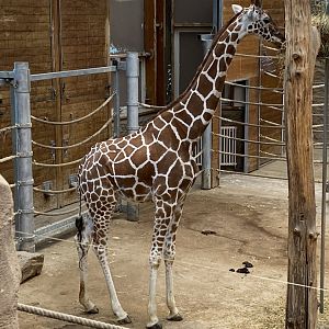 Stadtwerke-Giraffenwelt - Reticulated giraffe 011219