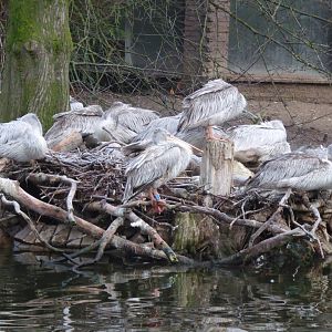 Pink-backed pelicans 011219