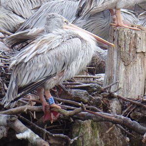 Pink-backed pelican 011219