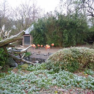 Caribbean flamingos 011219
