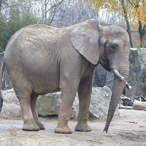 Elefantenhaus - African elephant 011219