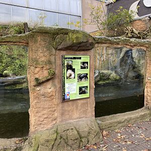 Rio Negro - Giant otter outdoors 011219