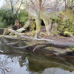 Rio Negro - Giant otter outdoors 011219