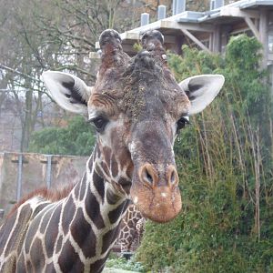 Reticulated giraffe 011219