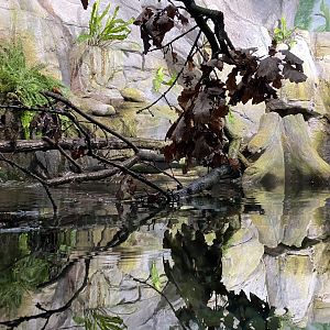 Aquarium - Chinese giant salamander exhibit 011219