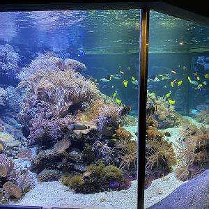 Aquarium - coral reef exhibit 011219