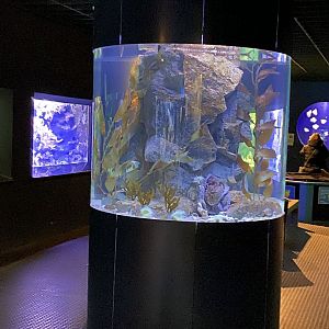 Aquarium - Common octopus exhibit 011219