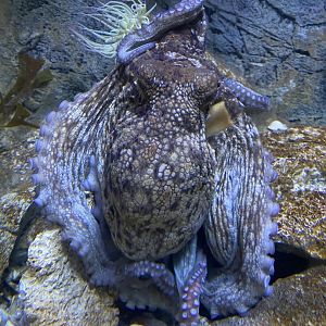 Aquarium - Common octopus 011219