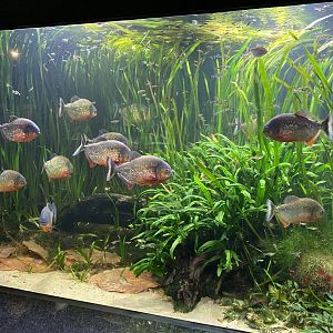 Aquarium - piranha exhibit 011219