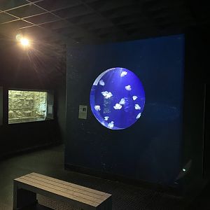 Aquarium - jellyfish exhibit 011219