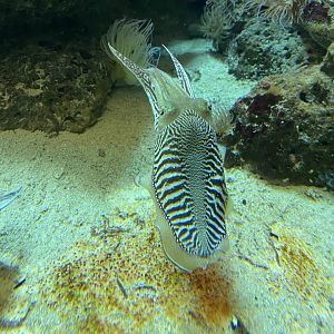 Aquarium - Common cuttlefish 011219