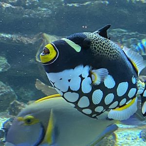 Aquarium - Clown triggerfish 011219