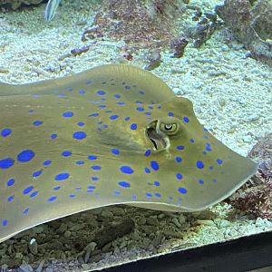 Aquarium - Bluespotted ribbontail ray 011219