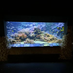 Aquarium - coral reef exhibit 011219