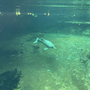 Rio Negro - Orinoco dolphin 011219