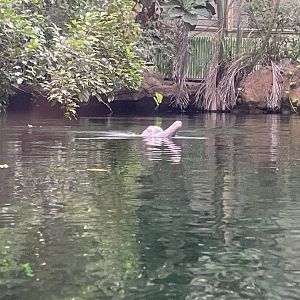 Rio Negro - Orinoco dolphin 011219