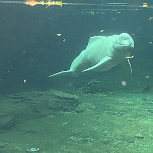 Rio Negro - Orinoco dolphin 011219