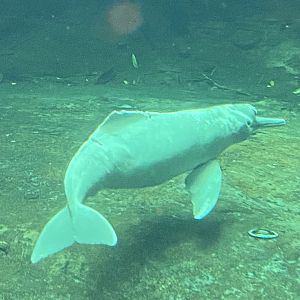 Rio Negro - Orinoco dolphin 011219