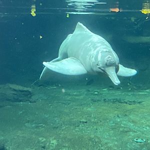 Rio Negro - Orinoco dolphin 011219