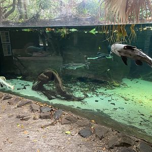 Rio Negro - Amazon tank 011219