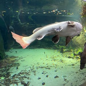 Rio Negro - Red-tailed catfish 011219