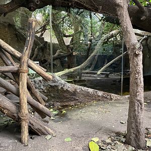 Rio Negro - Lowland paca exhibit 011219