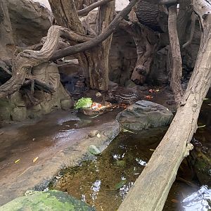 Rio Negro - Lowland paca exhibit 011219