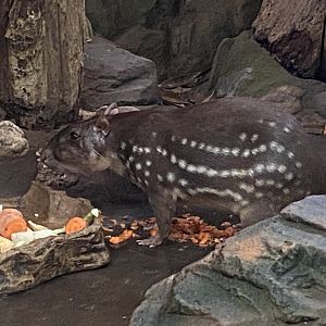 Rio Negro - Lowland paca 011219