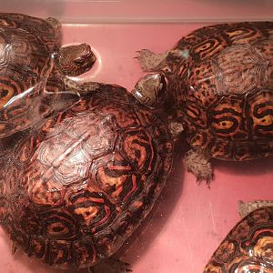 Rhinoclemmys pulcherrima