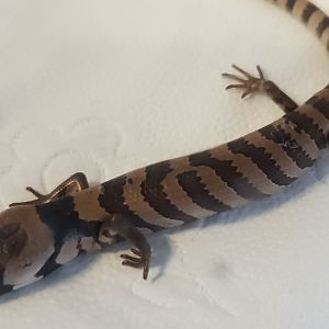 Hemisphaeriodon gerrardi