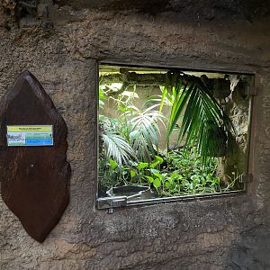 Rio Negro - Honduran milksnake exhibit 011219