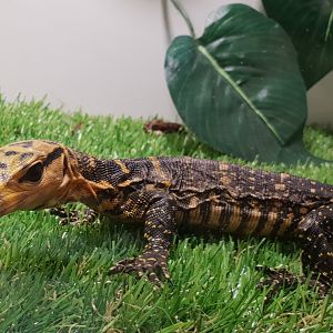 Varanus salvator "celebensis" - juvenile