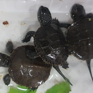 Emys orbicularis hellenica - juveniles