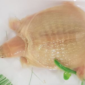 Pelodiscus sinensis - juvenile albino