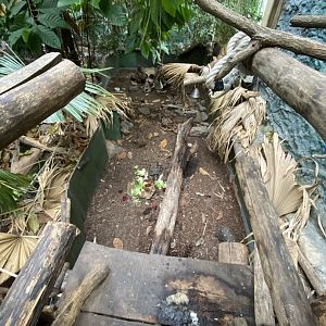 Rio Negro - Red-footed tortoise and Greater guniea pig exhibit 011219