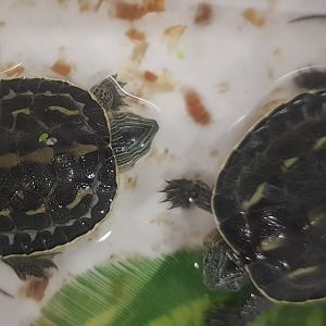 Mauremys sinensis - juveniles