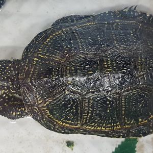 Emys orbicularis hellenica - adult