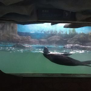 Sealion Exhibit