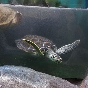 Green Sea Turtle